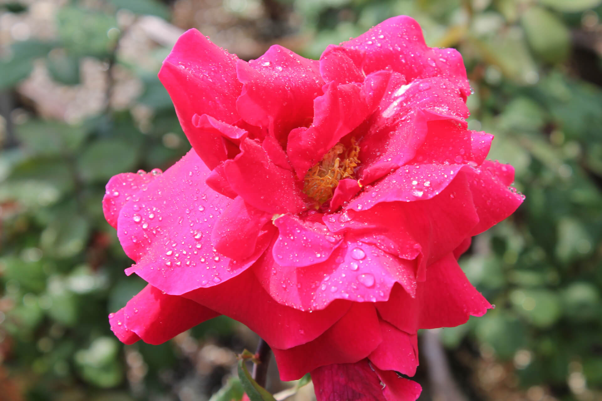 Саженец розы чайно-гибридная (Rose hybrid tea Mister Lincoln BR) — цена в  Ижевске, купить в интернет-магазине, характеристики и отзывы, фото