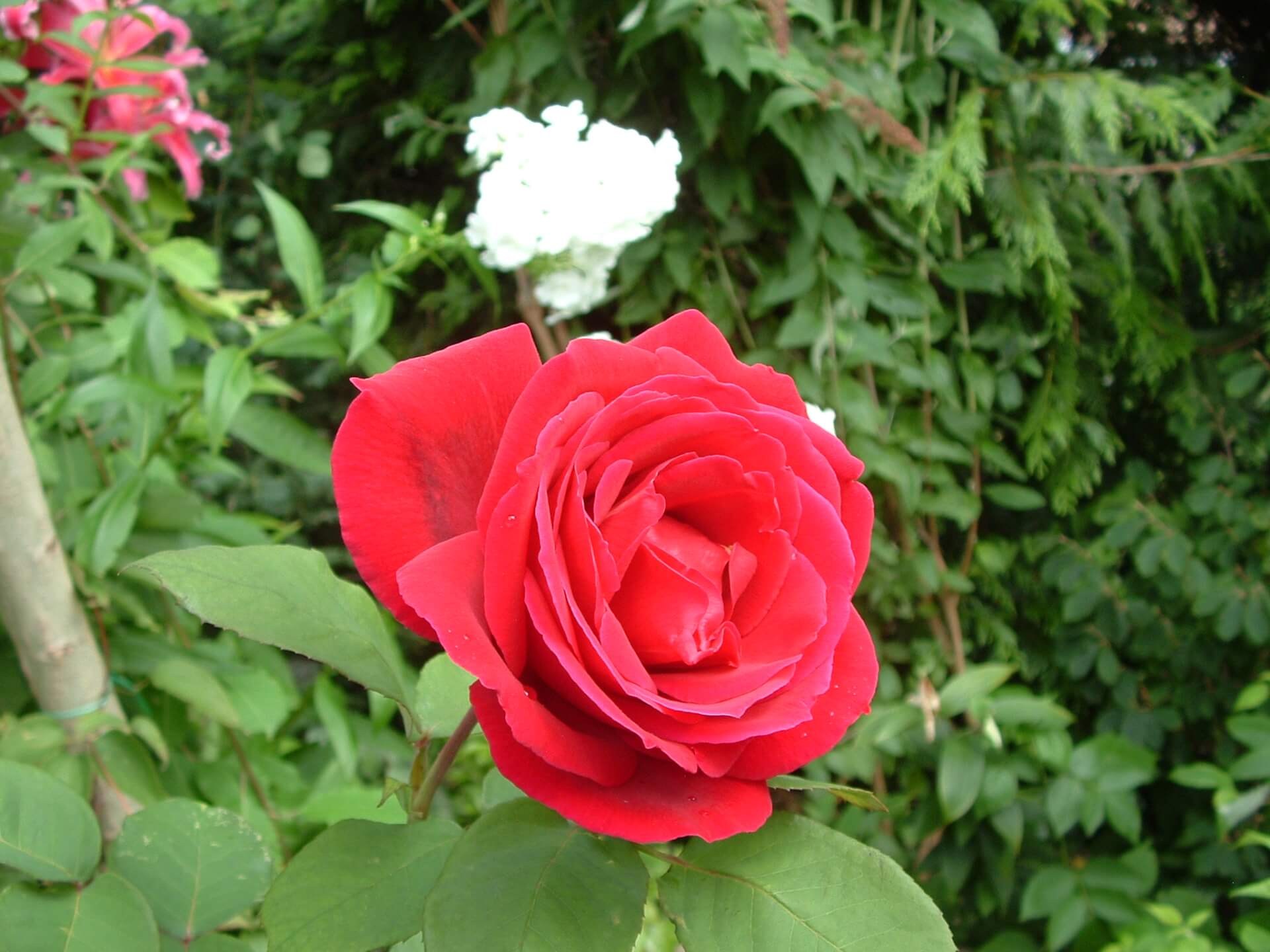 Саженец розы чайно-гибридная (Rose hybrid tea Mister Lincoln BR) — цена в  Ижевске, купить в интернет-магазине, характеристики и отзывы, фото