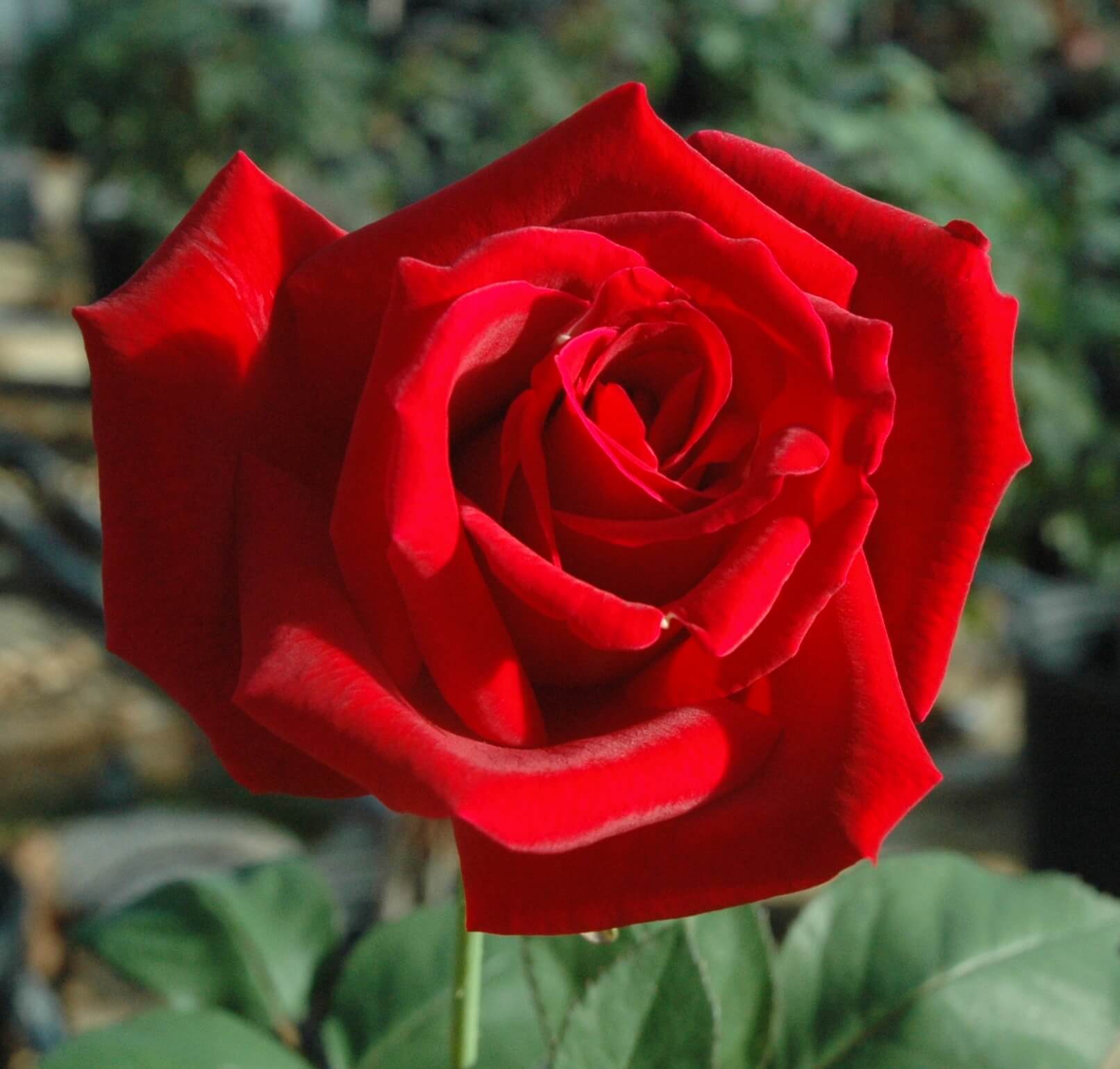 Саженец розы чайно-гибридная (Rose hybrid tea Mister Lincoln BR) — цена в  Ижевске, купить в интернет-магазине, характеристики и отзывы, фото