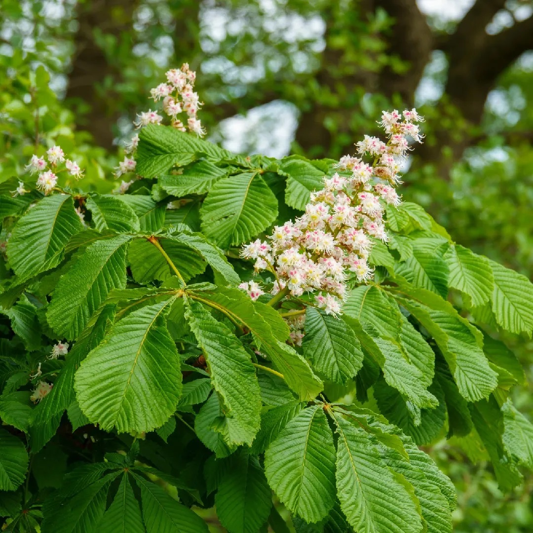 Саженец конского каштана/Aesculus hippocastanum С4 — цена в Ижевске, купить  в интернет-магазине, характеристики и отзывы, фото