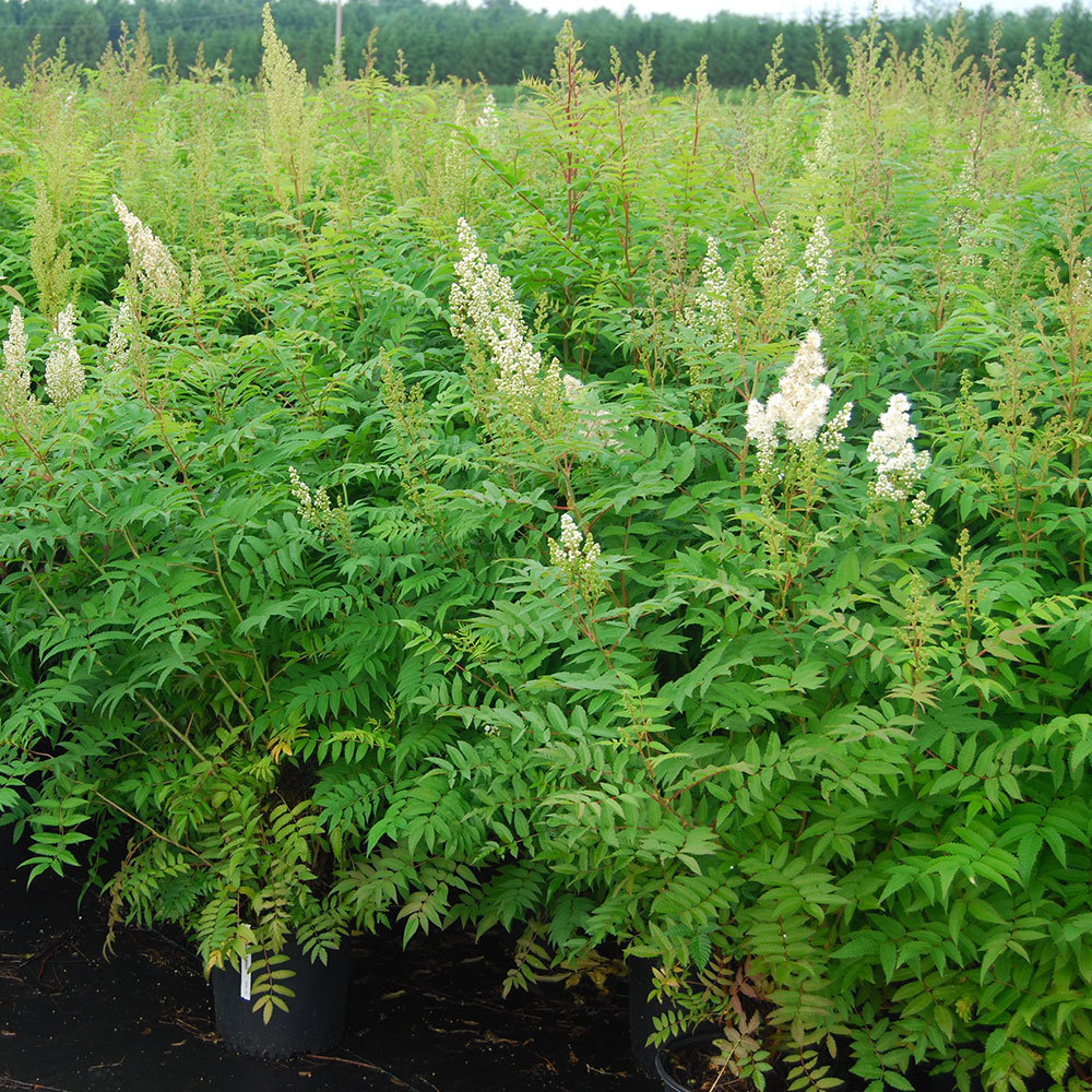 Саженец рябинника рябинолистного сорт Sorbaria sorbifolia С10 — цена в  Ижевске, купить в интернет-магазине, характеристики и отзывы, фото